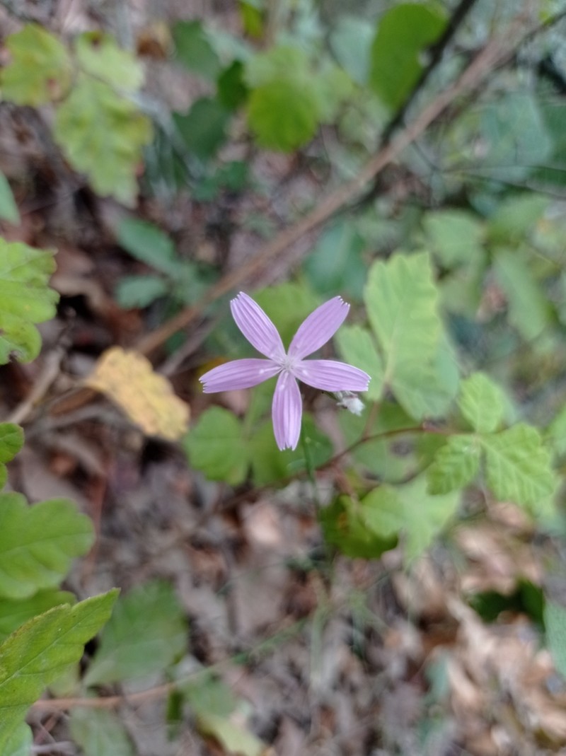 Lesser Wirelettuce photo 3