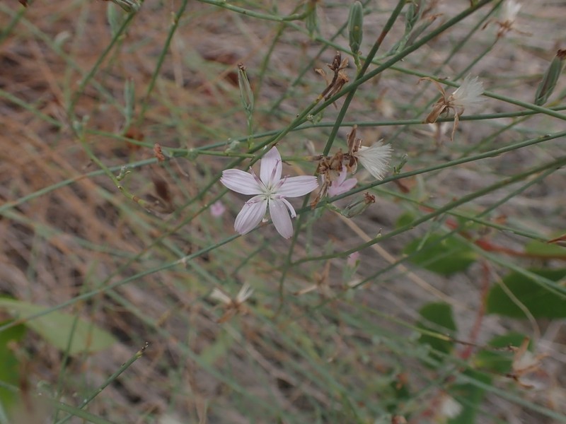 Lesser Wirelettuce photo 5
