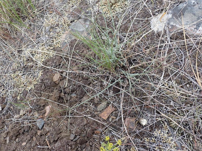 Lesser Wirelettuce photo 6