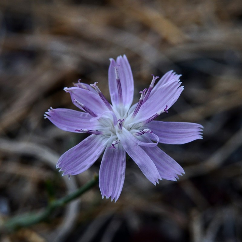 Thurber's Wirelettuce