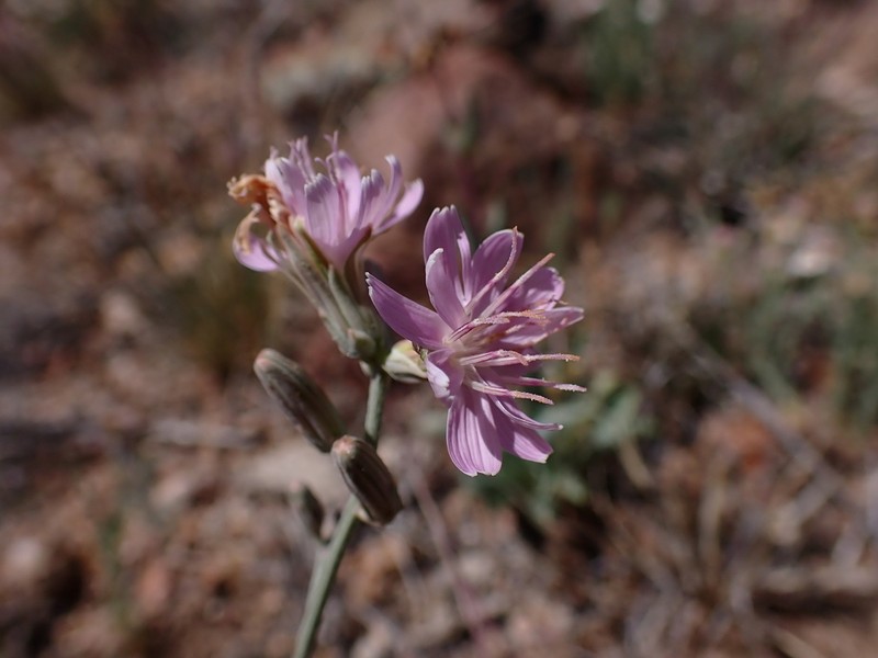 Thurber's Wirelettuce photo 2