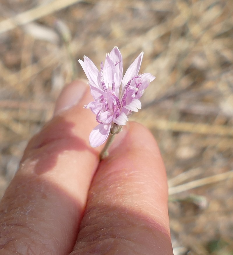 Thurber's Wirelettuce photo 3