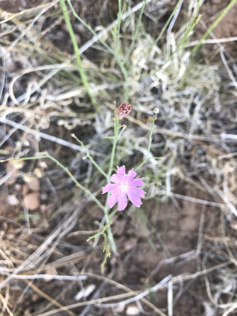 Thurber's Wirelettuce photo 5