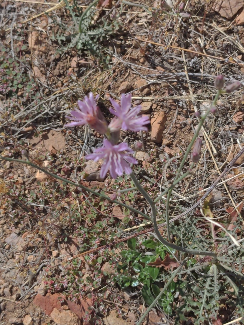 Thurber's Wirelettuce photo 7