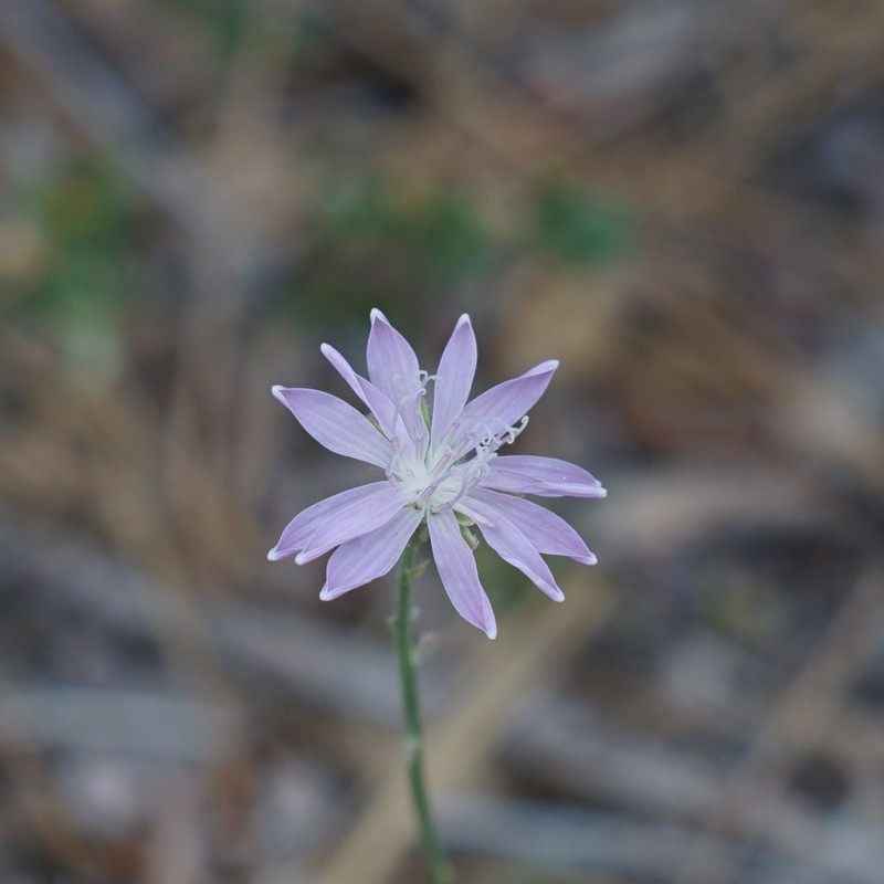 Thurber's Wirelettuce photo 8