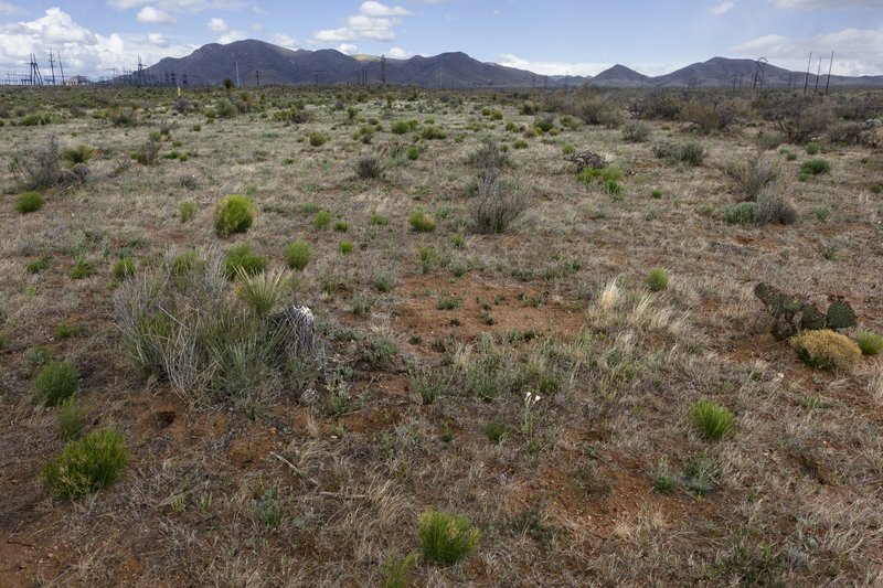 Thurber's Wirelettuce