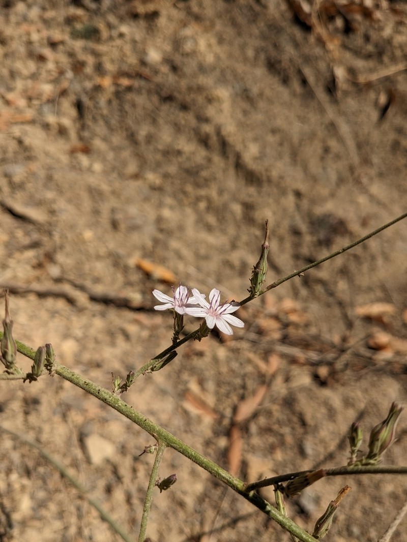 Rod Wirelettuce photo 4