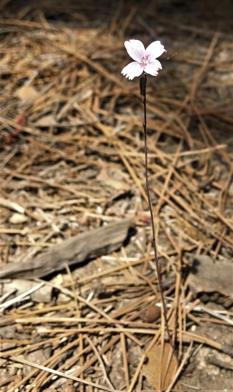 Rod Wirelettuce photo 7