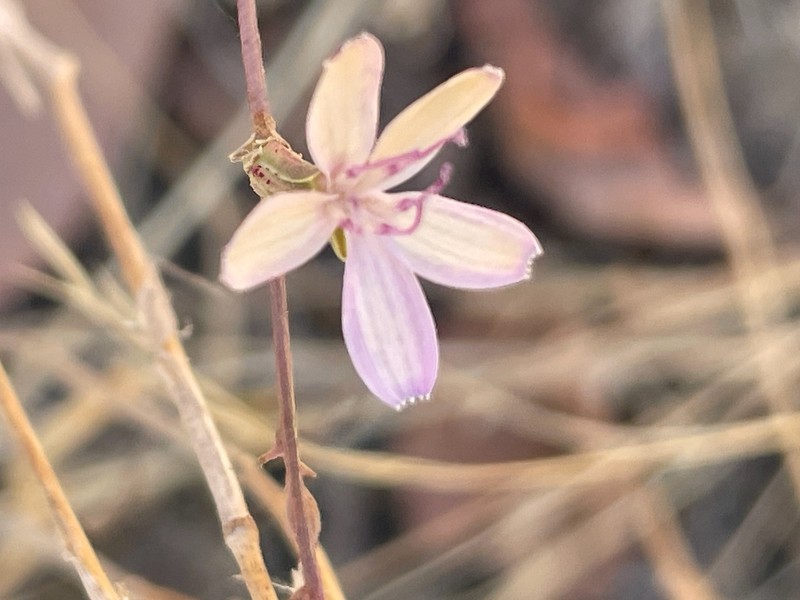 Stephanomeria virgata subsp. pleurocarpa photo 2