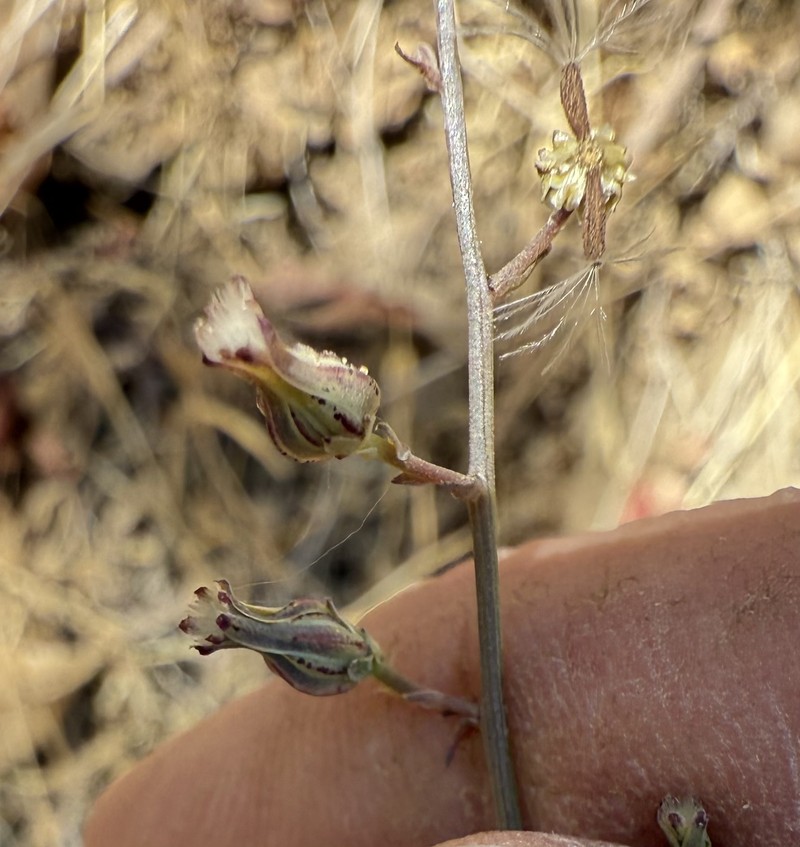 Stephanomeria virgata subsp. pleurocarpa photo 3