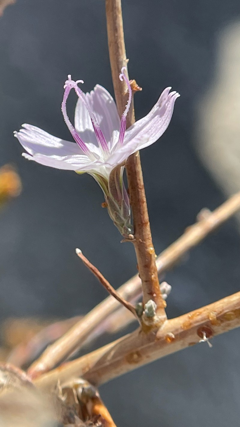 Stephanomeria virgata subsp. pleurocarpa photo 4