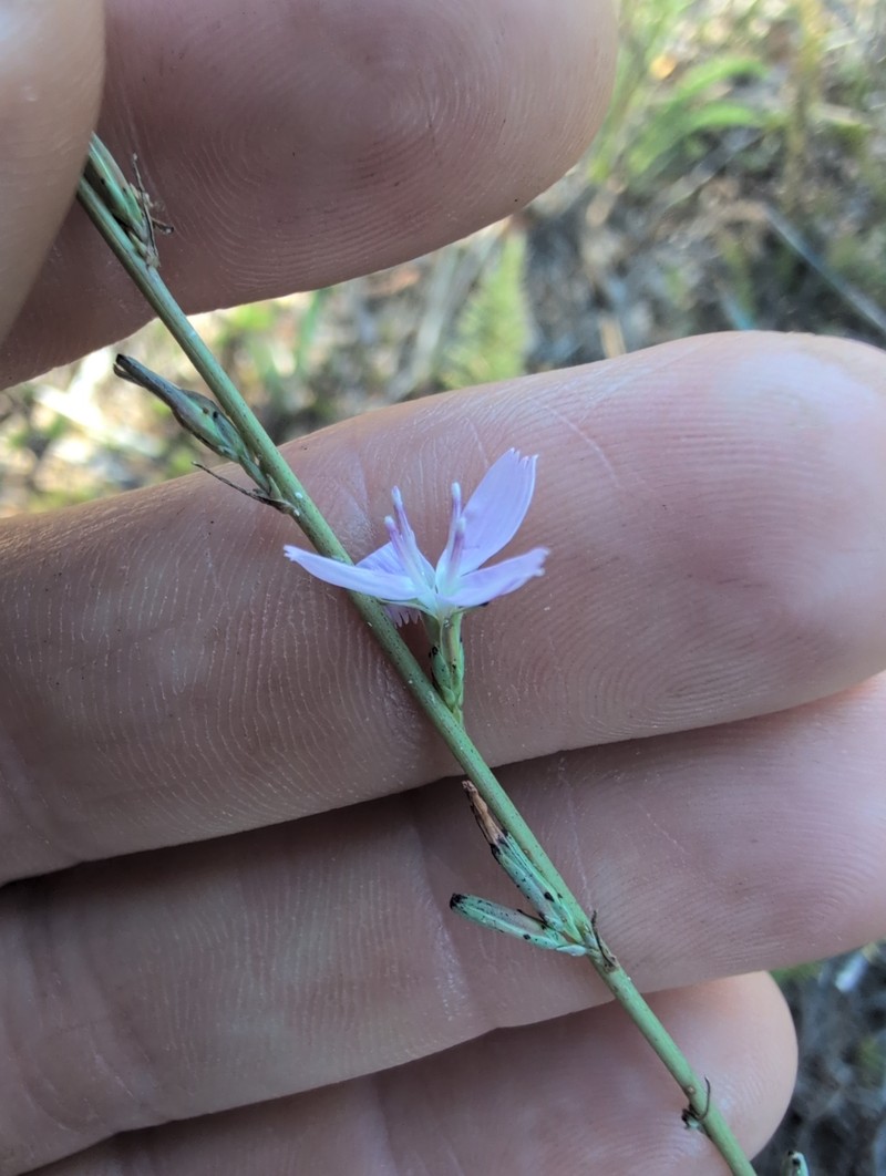 Stephanomeria virgata subsp. pleurocarpa photo 5