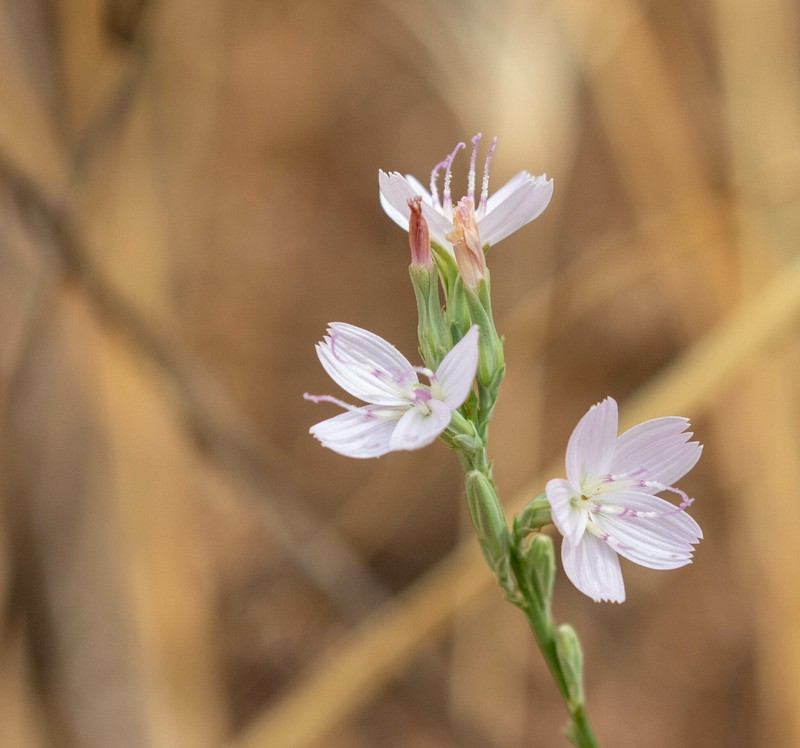 Stephanomeria virgata subsp. pleurocarpa photo 6