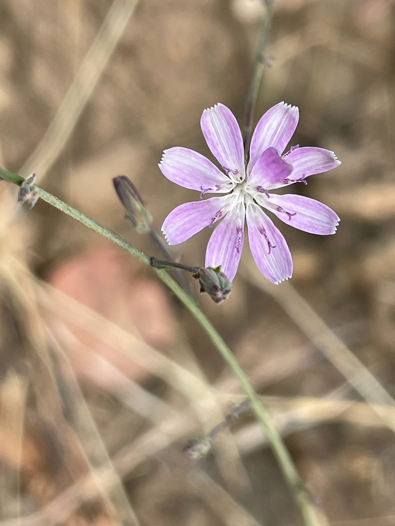 Stephanomeria virgata subsp. pleurocarpa photo 7