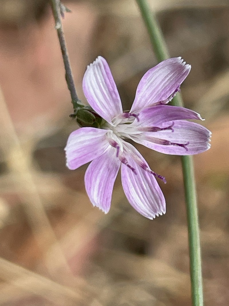 Stephanomeria virgata subsp. pleurocarpa photo 8