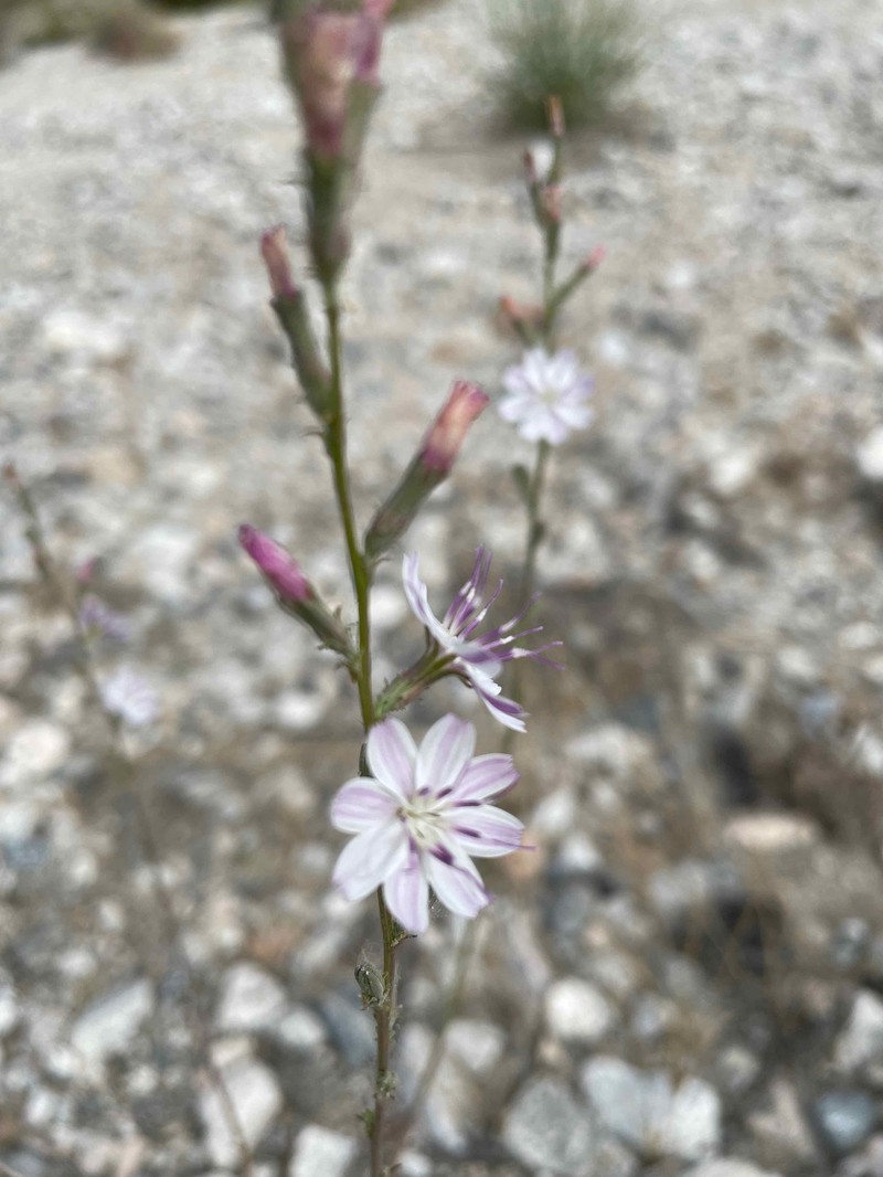 Stephanomeria virgata subsp. virgata