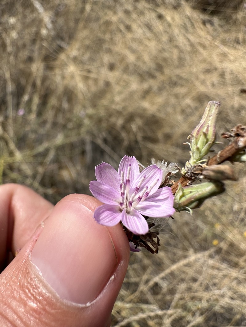 Stephanomeria virgata subsp. virgata photo 2