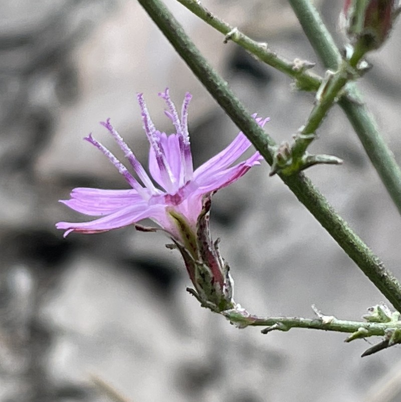 Stephanomeria virgata subsp. virgata photo 3