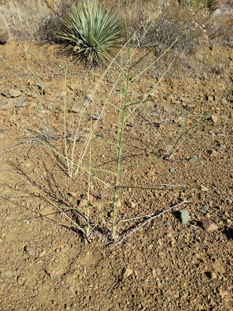 Stephanomeria virgata subsp. virgata photo 4