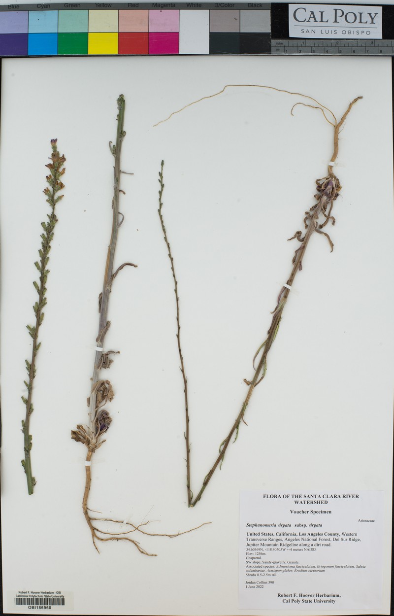 Stephanomeria virgata subsp. virgata photo 5