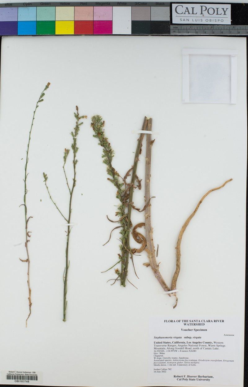 Stephanomeria virgata subsp. virgata photo 6