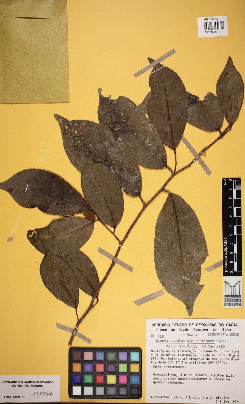 Stephanopodium gracile