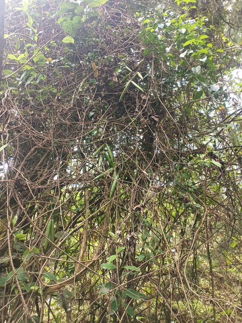 Stephanotis abyssinica