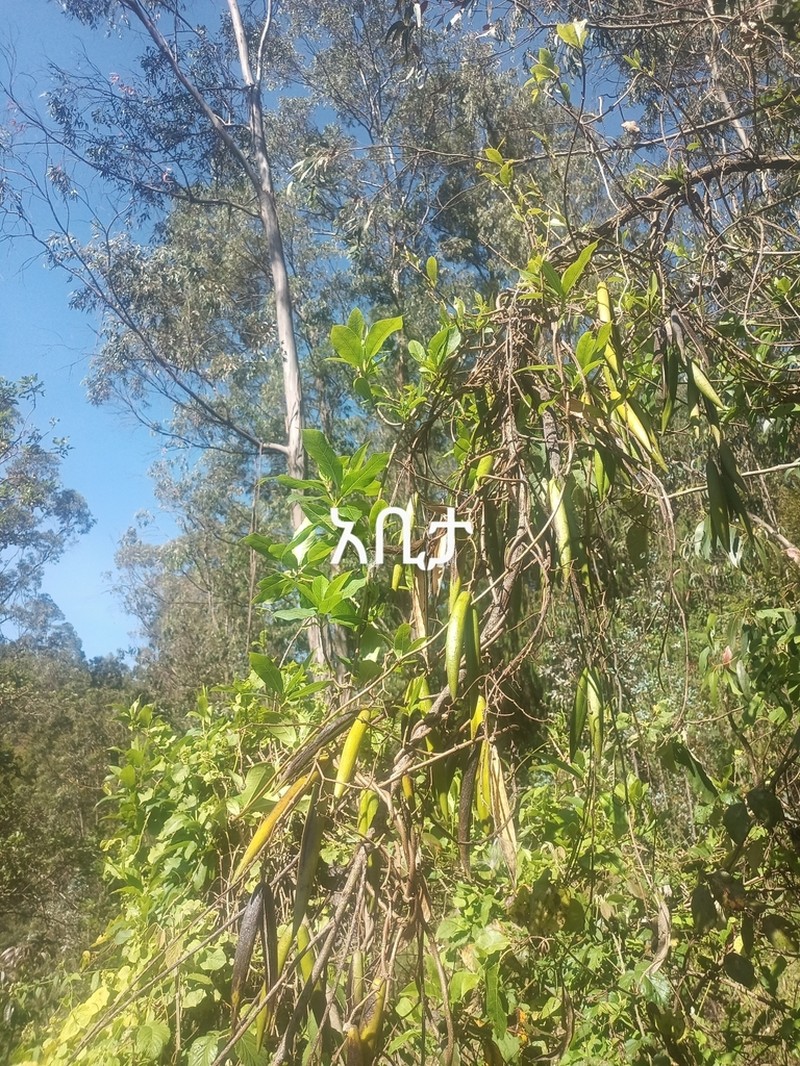 Stephanotis abyssinica photo 3