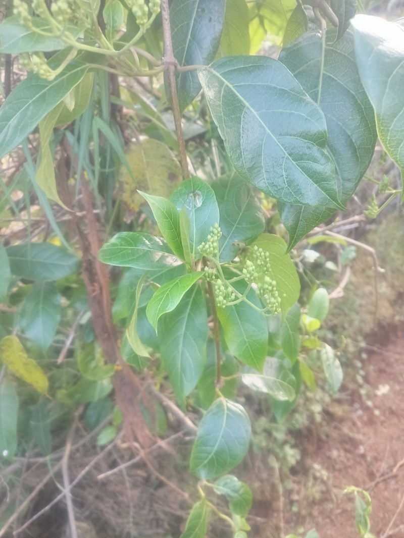 Stephanotis abyssinica photo 4