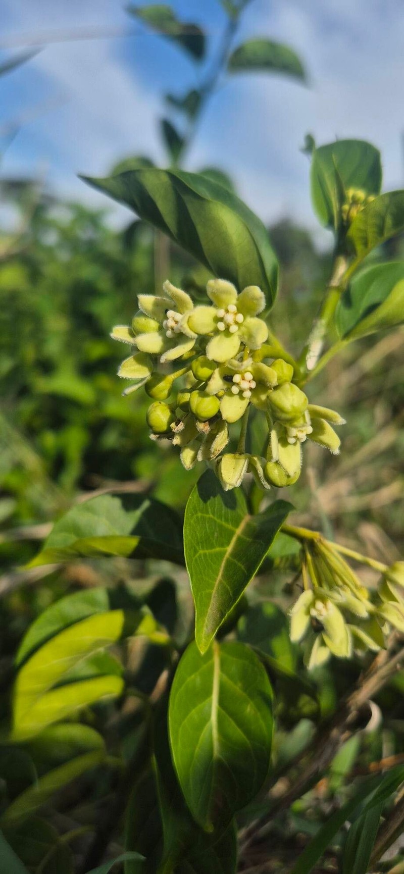 Stephanotis abyssinica photo 5