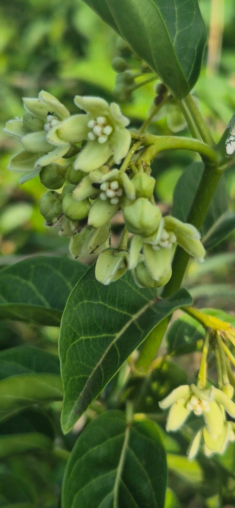 Stephanotis abyssinica photo 6