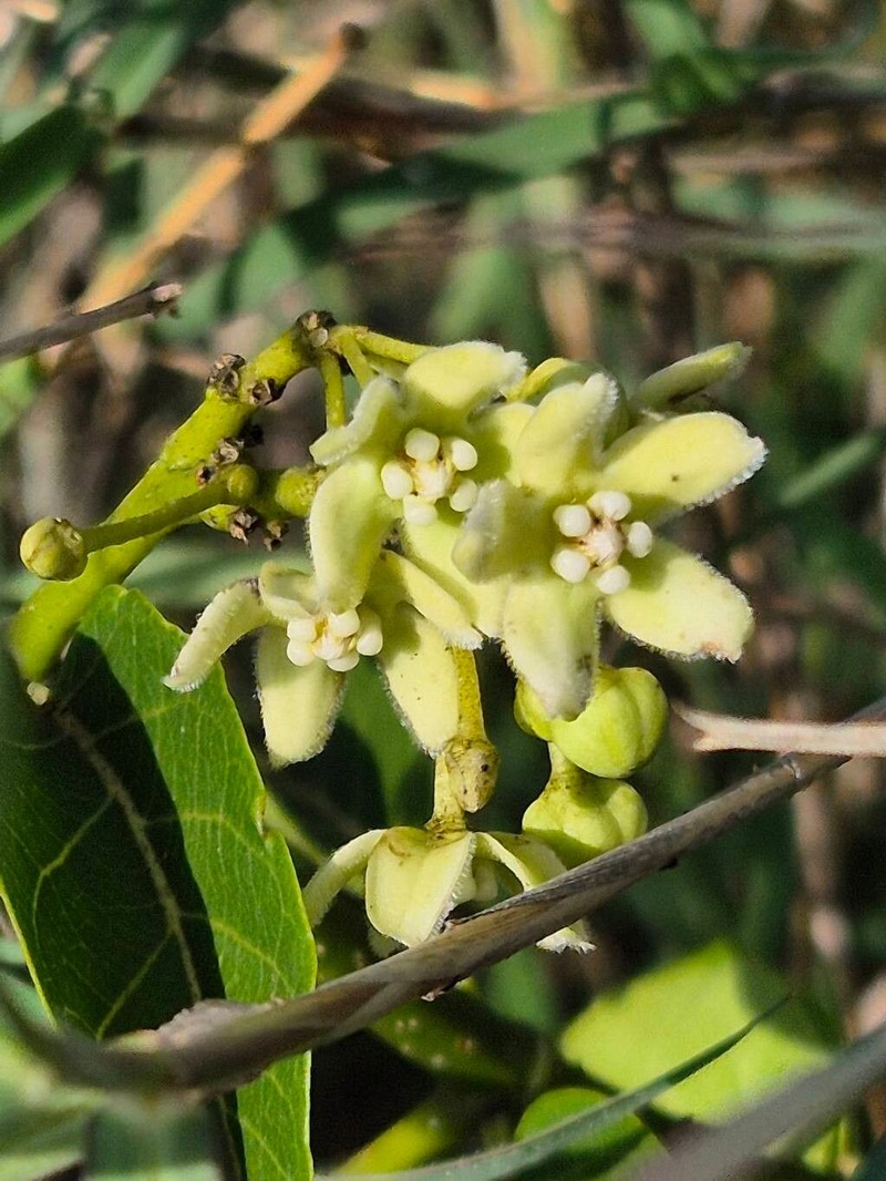 Stephanotis abyssinica photo 7
