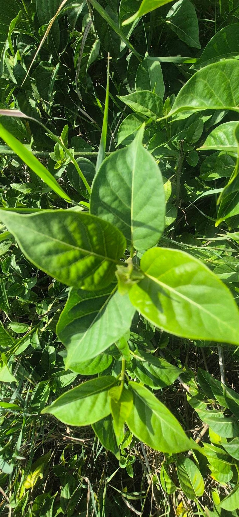 Stephanotis abyssinica photo 8