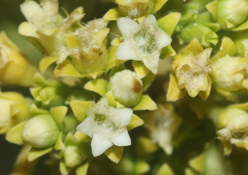 Stephanotis arabica