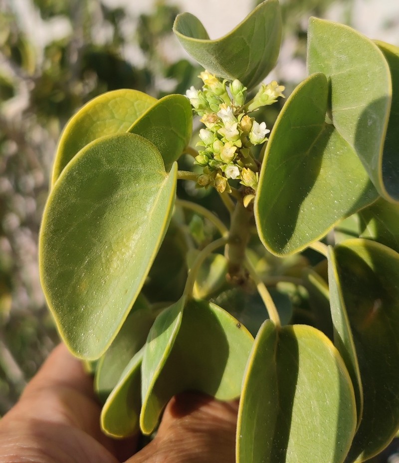 Stephanotis arabica photo 2