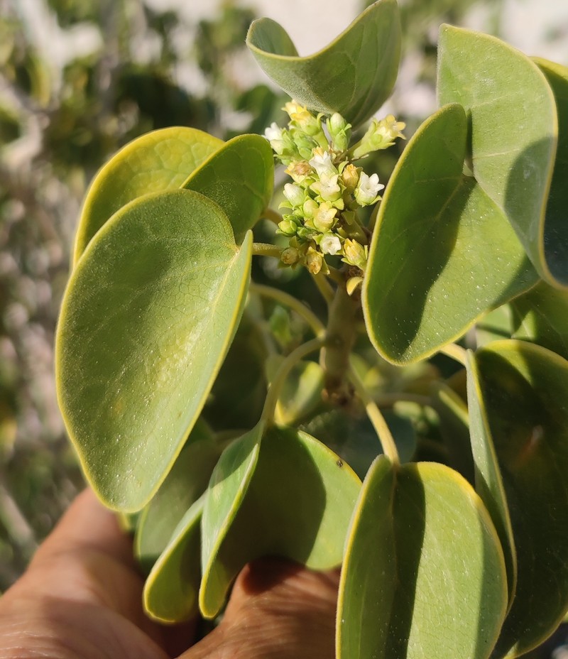 Stephanotis arabica photo 3