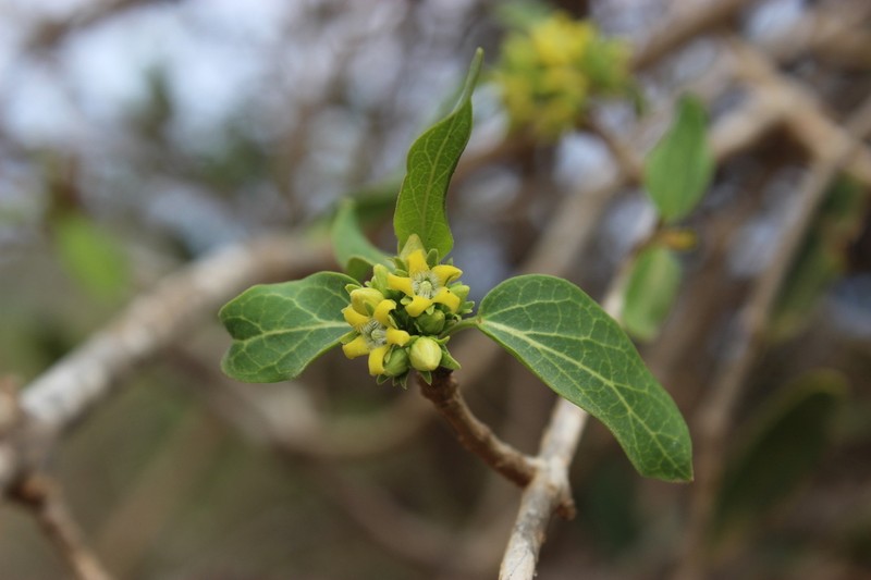 Stephanotis brevisquama