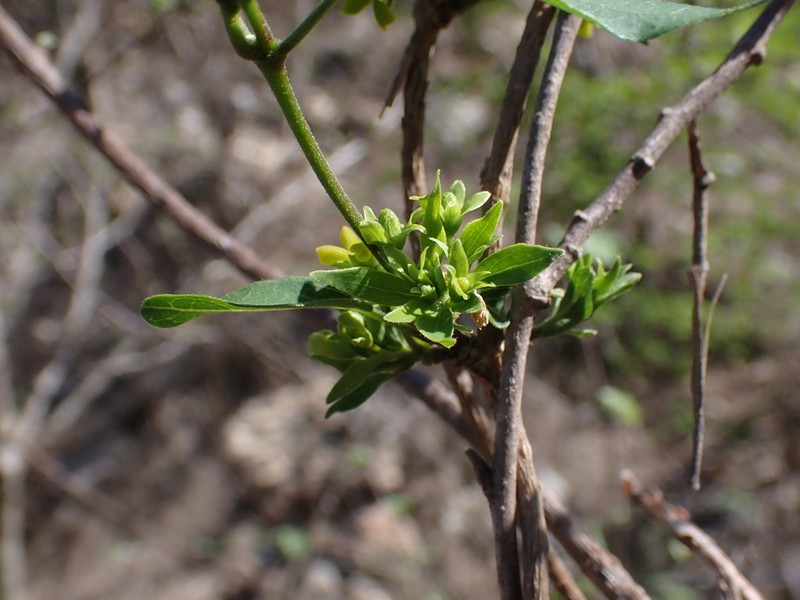 Stephanotis brevisquama photo 2