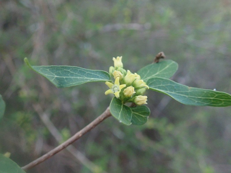 Stephanotis brevisquama photo 3