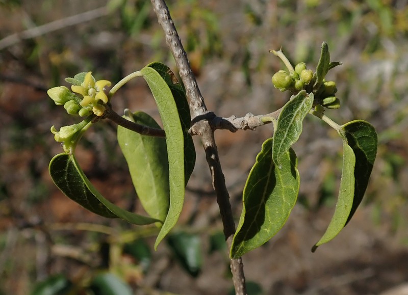 Stephanotis brevisquama photo 4