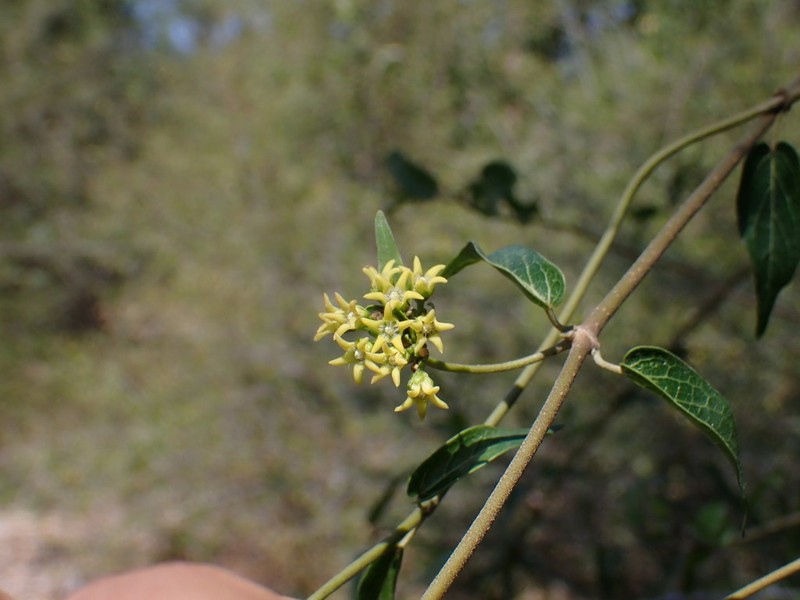 Stephanotis brevisquama photo 5