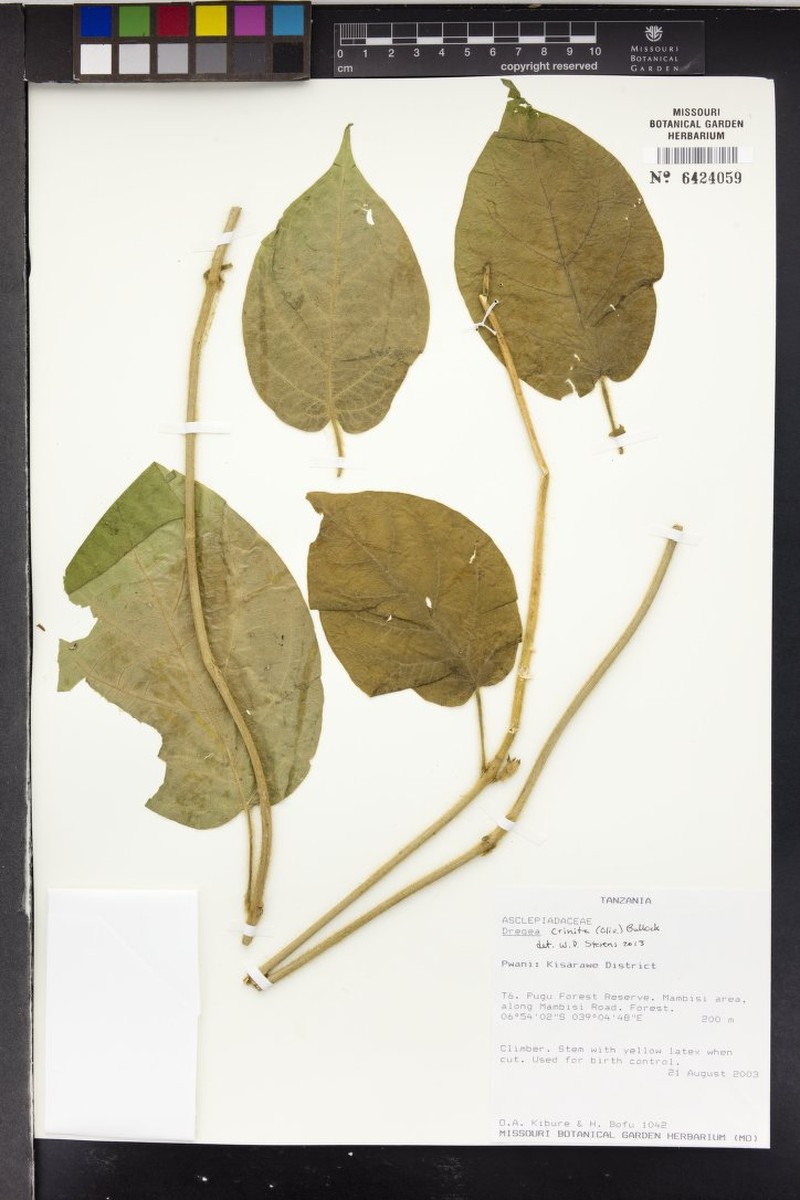 Stephanotis crinita