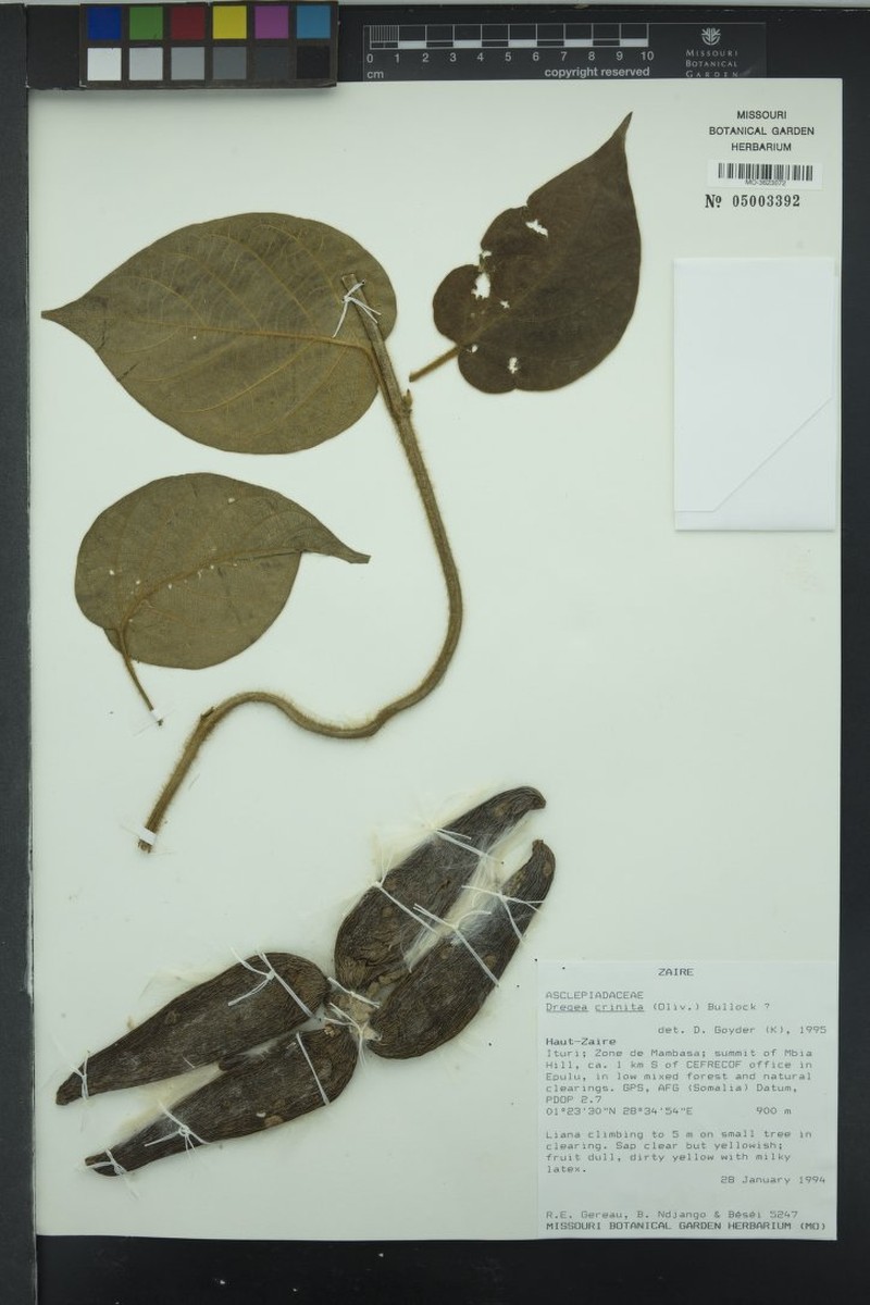 Stephanotis crinita photo 2