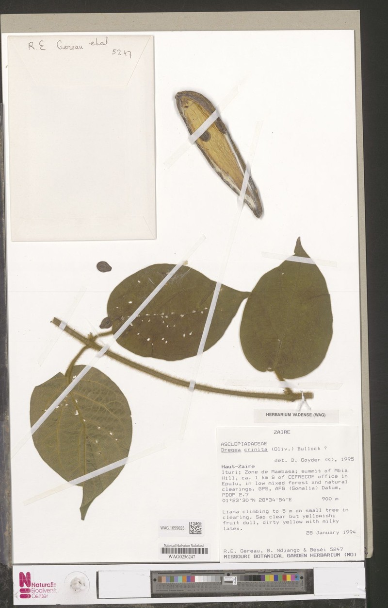 Stephanotis crinita photo 3