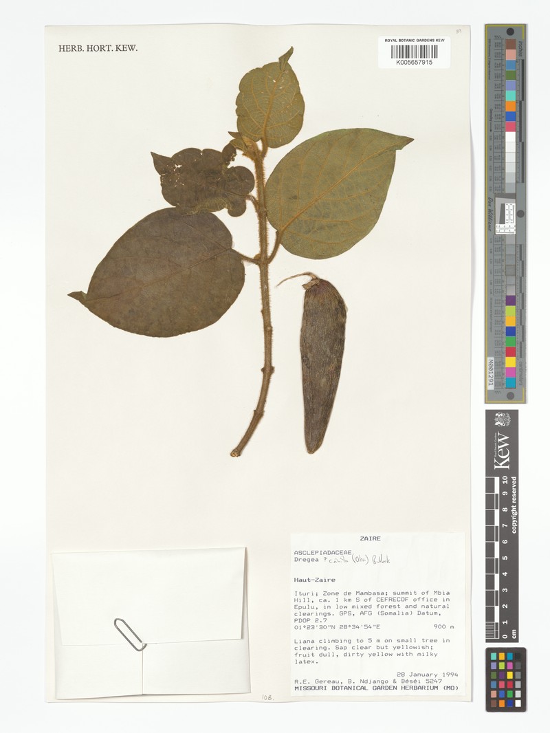 Stephanotis crinita photo 4