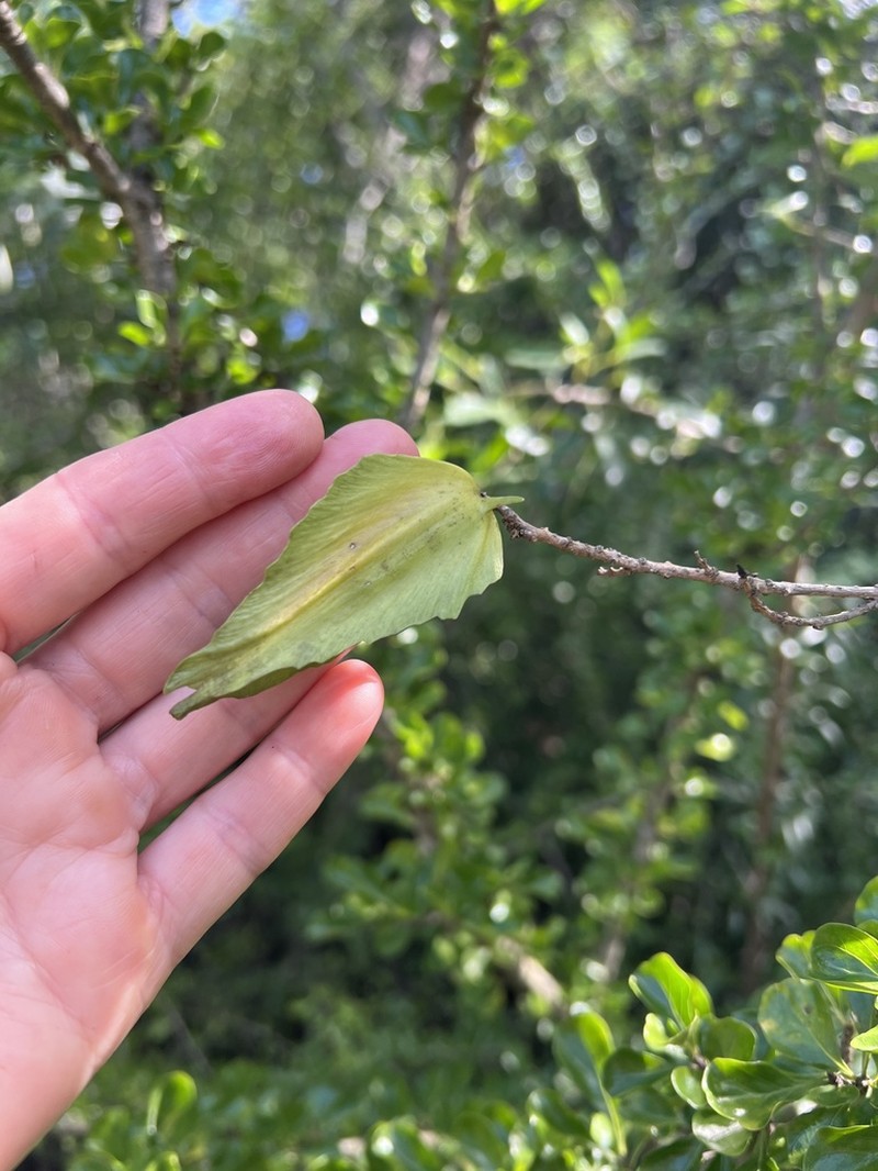 Stephanotis ernstmeyeri