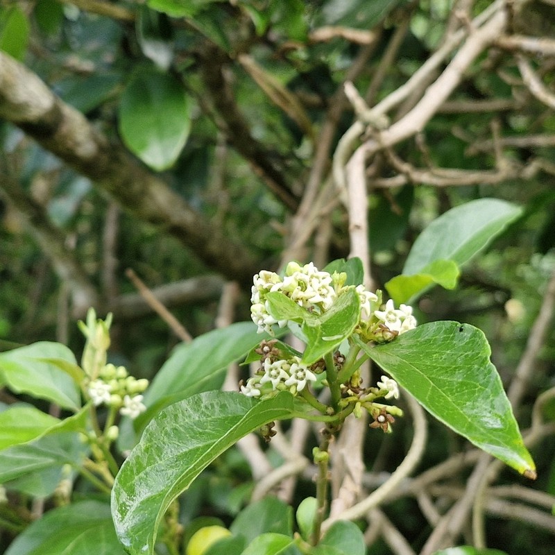 Stephanotis ernstmeyeri photo 2
