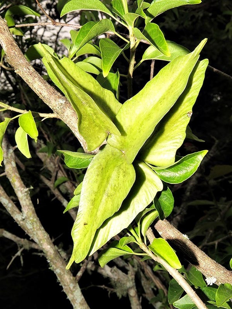 Stephanotis ernstmeyeri photo 4