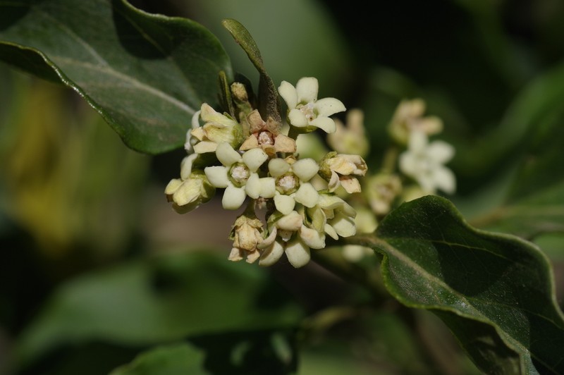 Stephanotis ernstmeyeri photo 5