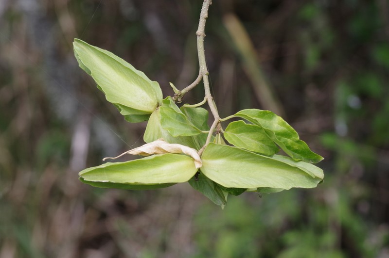 Stephanotis ernstmeyeri photo 6